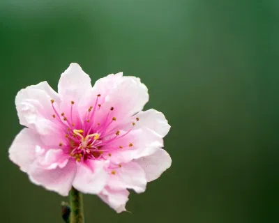 Hoa đào