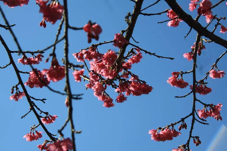 Đảo hoa Điện Biên