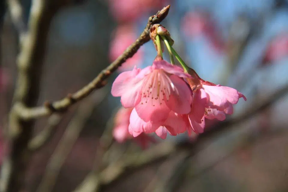 Đảo hoa Điện Biên