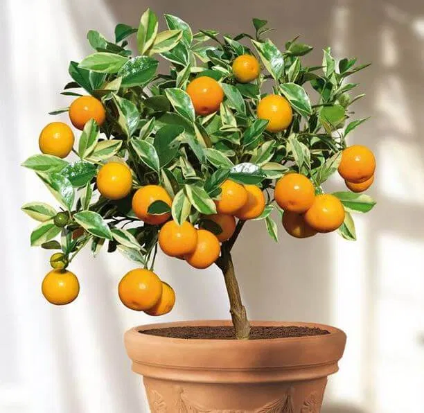 cây tắc