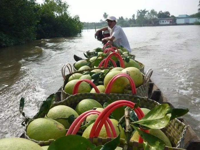 Bưởi