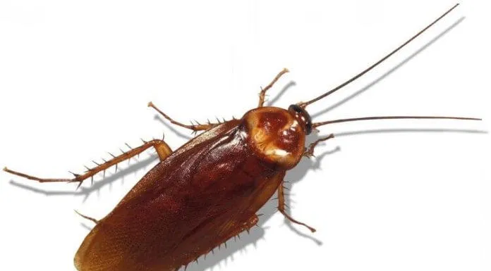 Gián