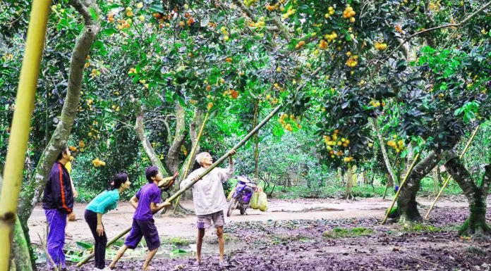Cồn Phụng