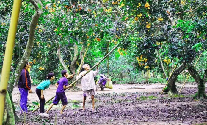 Cồn Phụng