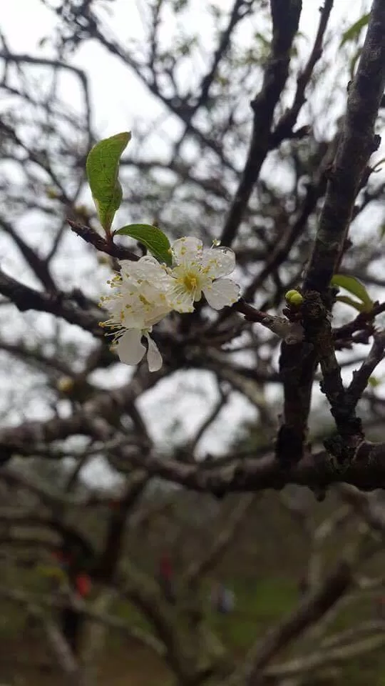 Hoa mận
