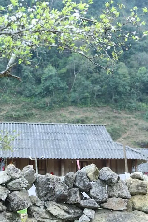 Hoa mận