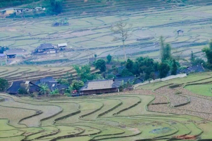 Bản