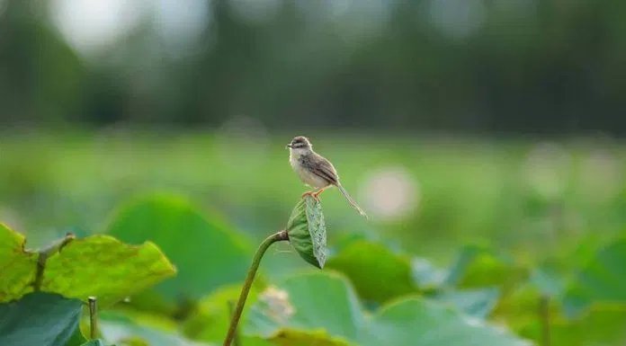 Sen hồng