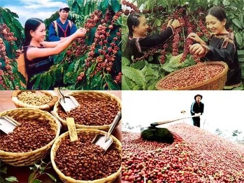Hương vị cà phê
