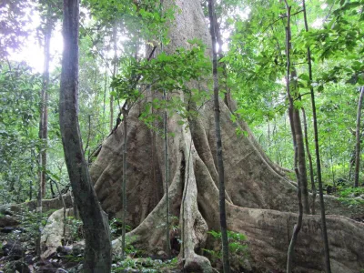 Cây Tùng cổ trong rừng Nam Cát Tiên