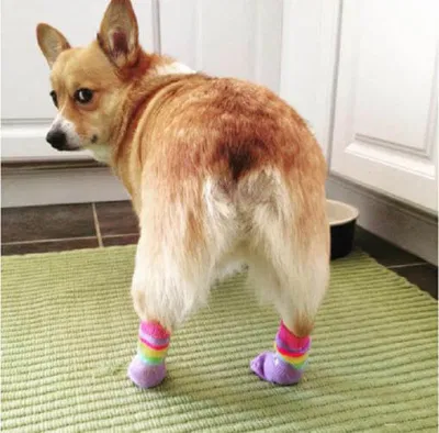 Corgi
