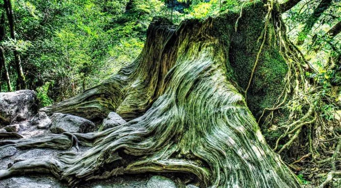 Đảo Yakushima