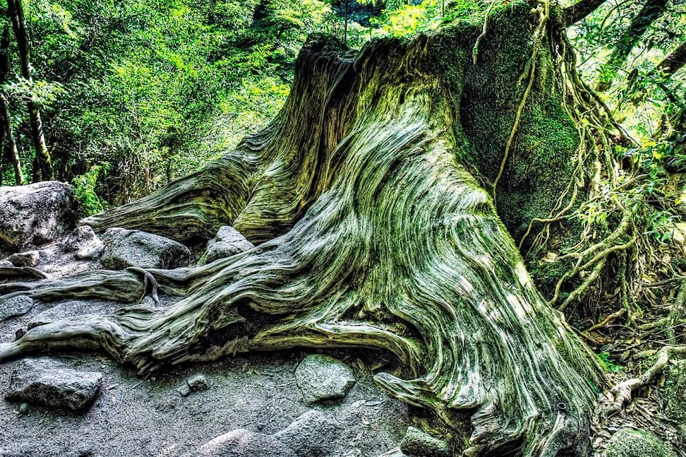 Đảo Yakushima