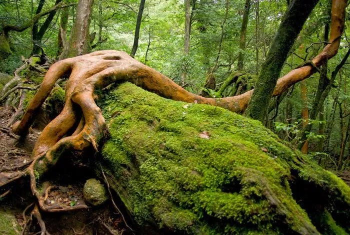 Đảo Yakushima