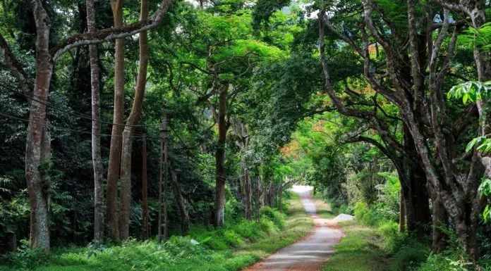 Đường mòn trong rừng Cúc Phương
