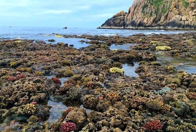 San hô lộ thiên tại bãi Nhà Cũ