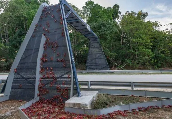 cầu động vật
