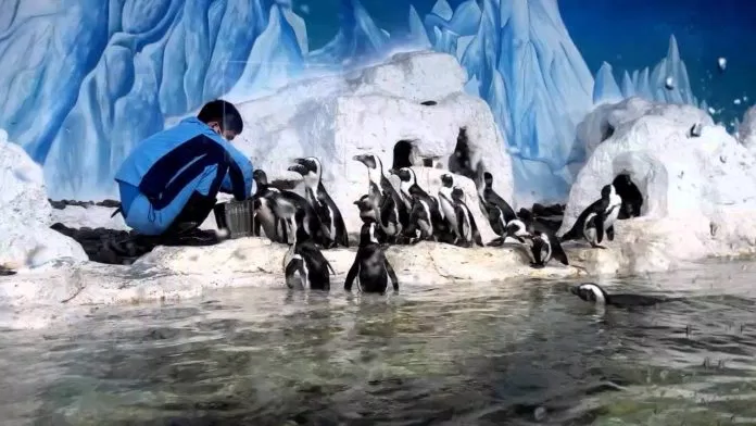 Chim cánh cụt trong thủy cung tại Times City