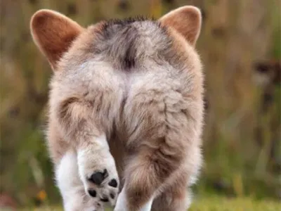 Corgi