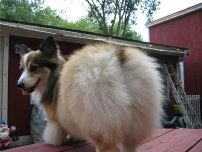 Corgi