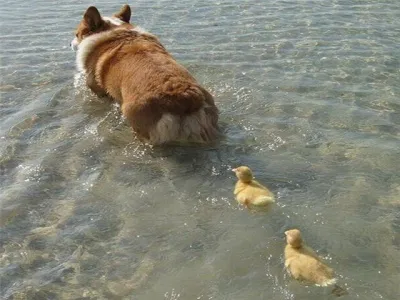 Corgi
