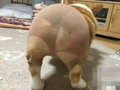 Corgi