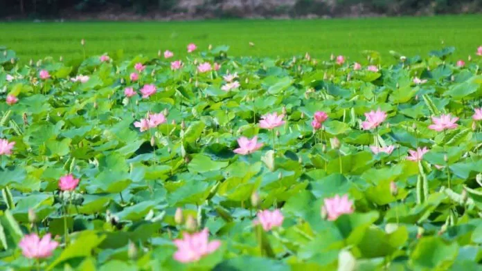 Đồng Sen Tháp Mười