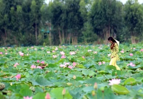 Đồng Sen Tháp Mười