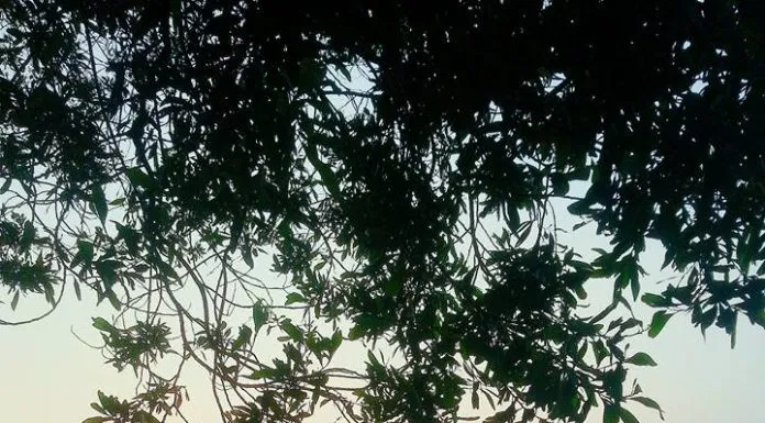 Cắm trại qua đêm