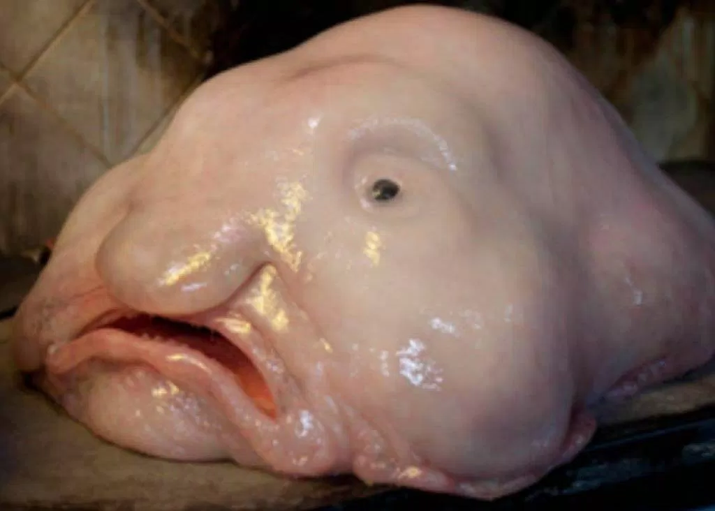 Cá Blobfish