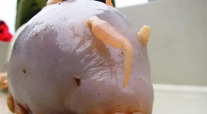 Động vật kỳ dị