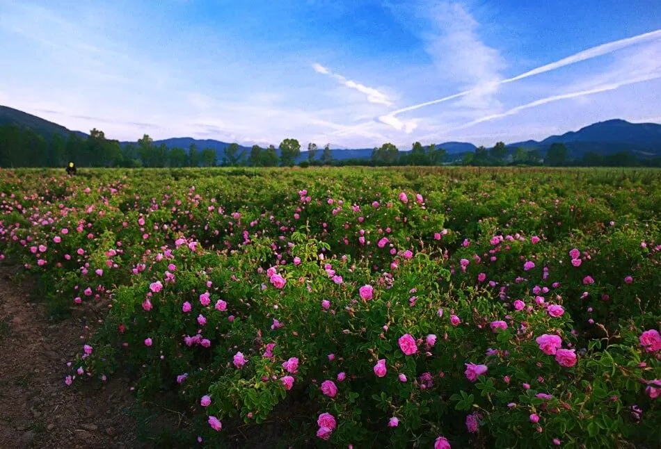 Thung lũng hoa hồng