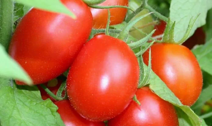 Cách trị mụn đầu đen bằng cà chua