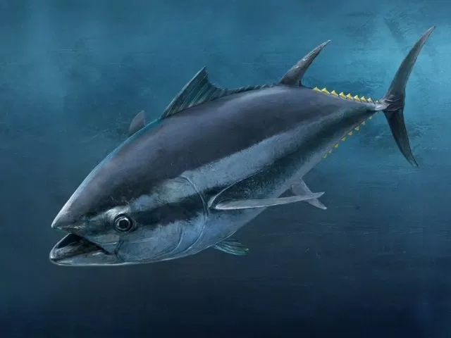 Cá ngừ