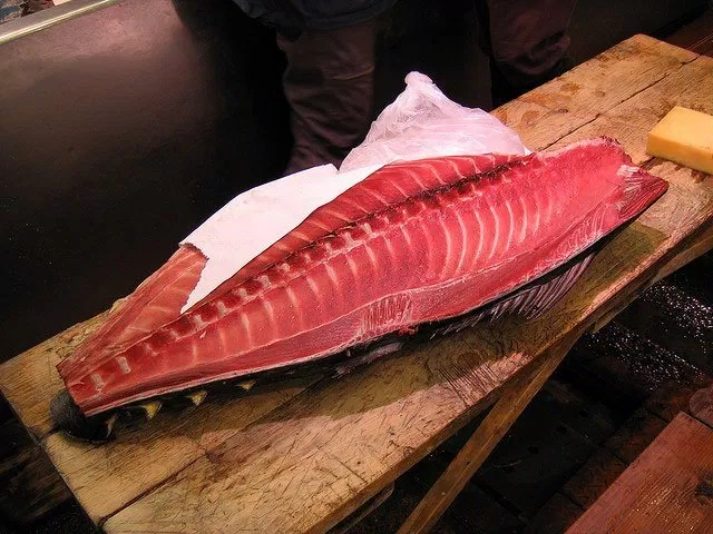 Cá ngừ