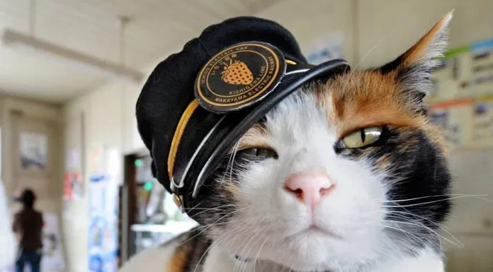 Mèo Tama