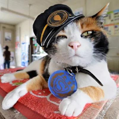 Mèo Tama