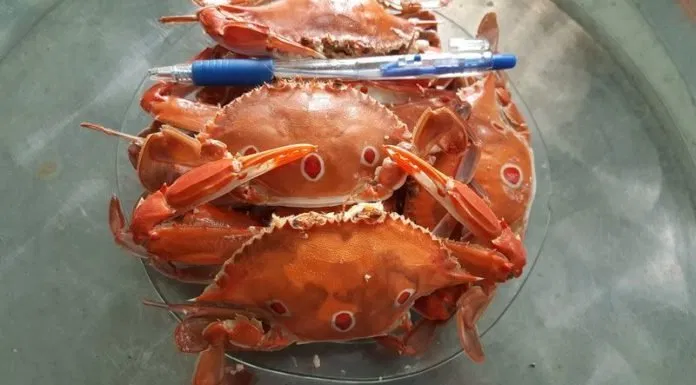 Cồn Bửng
