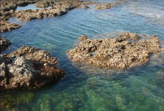 xác hàu - nguy hiểm