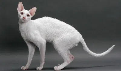 mèo