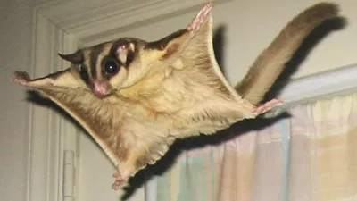 sóc