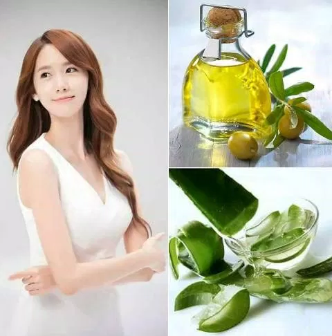 Cách chăm sóc tóc với nha đam và dầu Olive