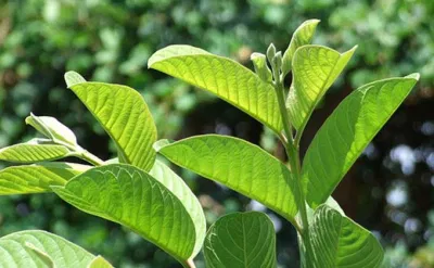 Tắm nước lá ổi