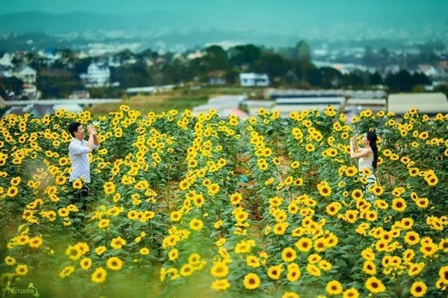 Hoa Đà Lạt