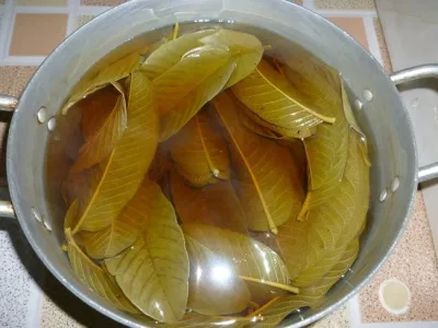 Tắm nước từ lá ổi