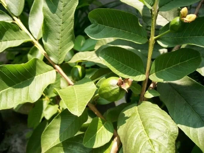 công dụng của nước lá ổi