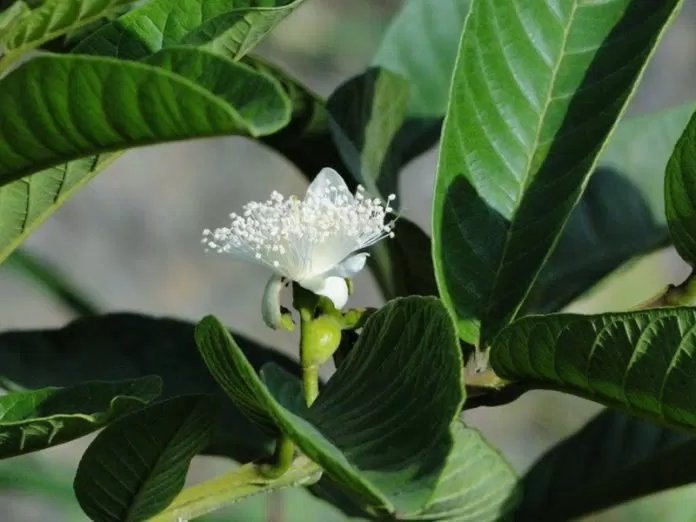 nước lá ổi