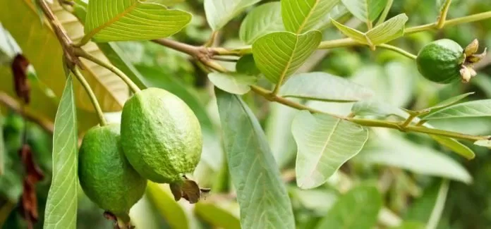 nước lá ổi trị bệnh