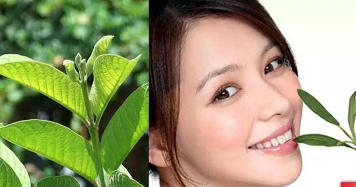 nước lá ổi