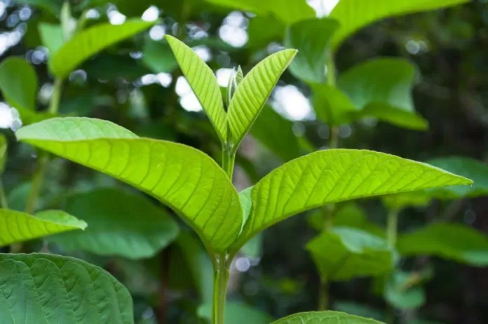 nước lá ổi 1